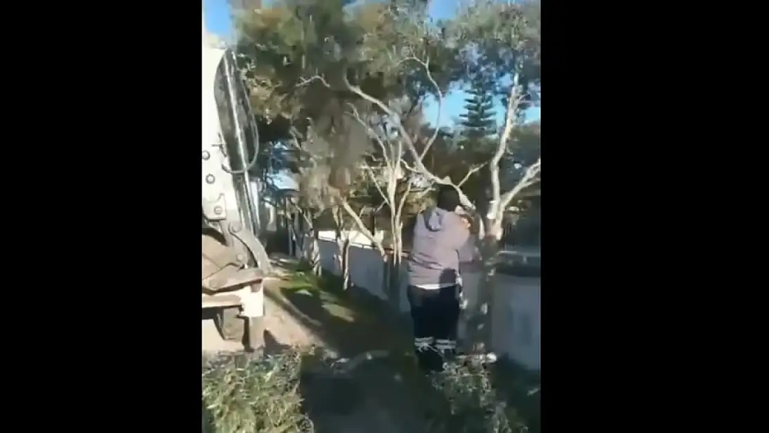 Türkiye ormanlarına yanarken, Dalaman Belediyesi zeytin ağaçlarını biçti!