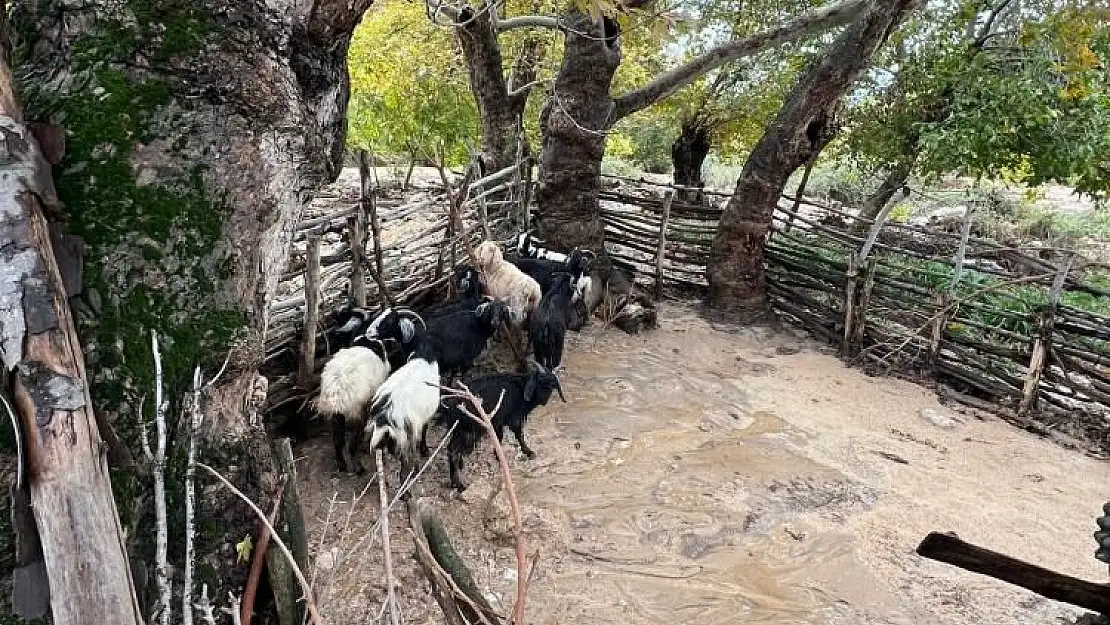 TAŞAN DEREDE HAYVANLAR MAHSUR KALDI
