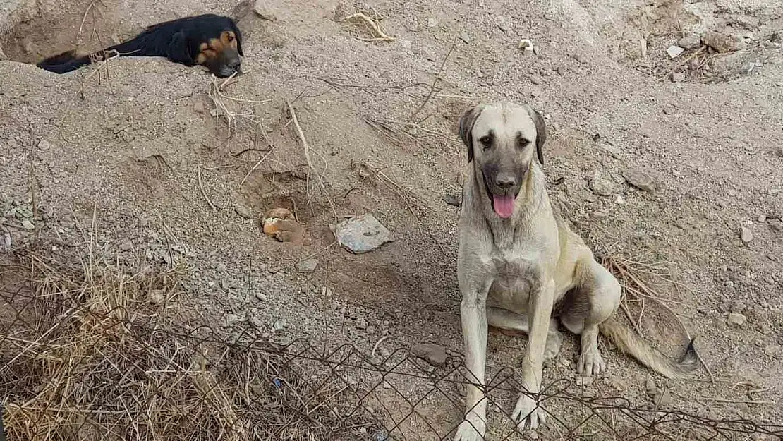 KÖPEKLERİ KAMYONETE BİNDİRİP GÖTÜRDÜLER