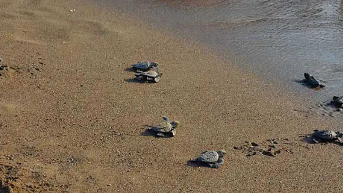 İZTUZU SAHİLİNDE 35 BİN CARETTA CARETTA  YUVAYA DÖNDÜ