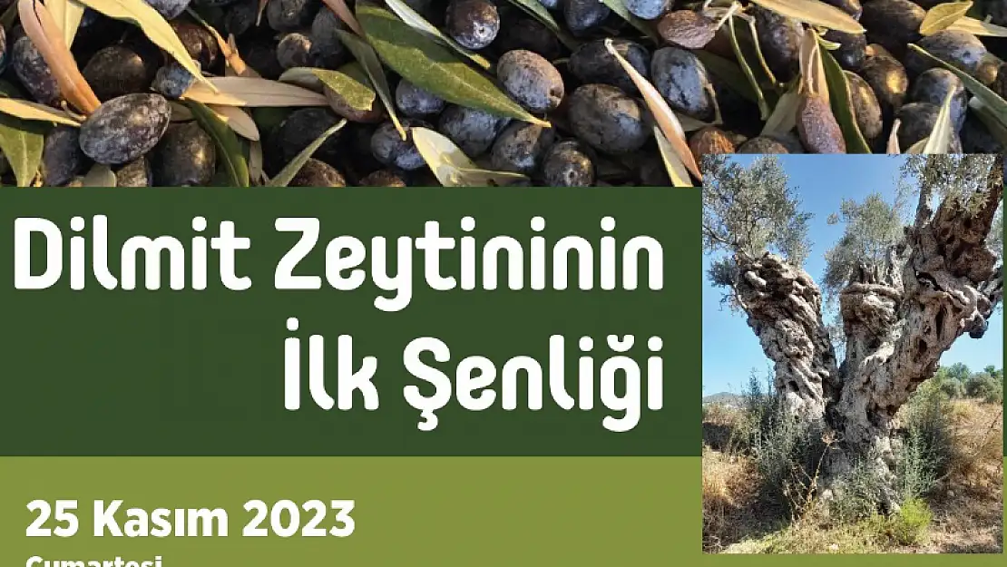 NUH'UN AMBARINDA 'DİLMİT ZEYTİNİ' ŞENLİĞİ