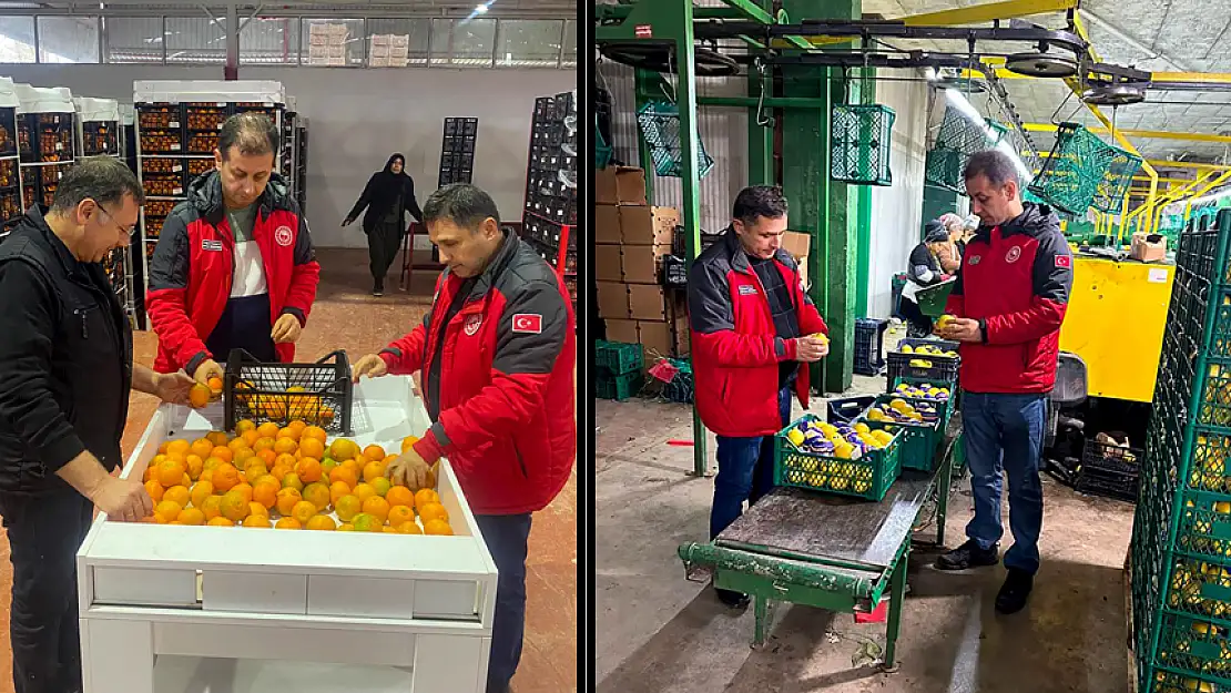 ORTACA NARENCİYESİ İHRACATA HAZIR