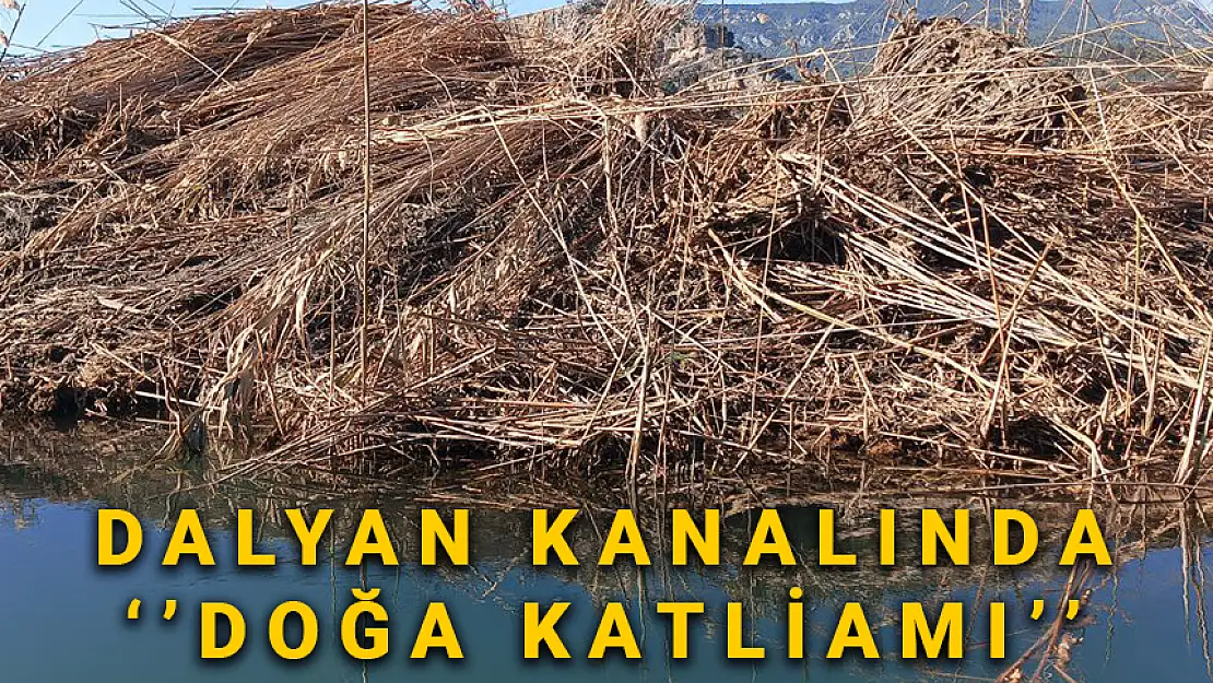 DALYAN'DA DOĞA KATLİAMI