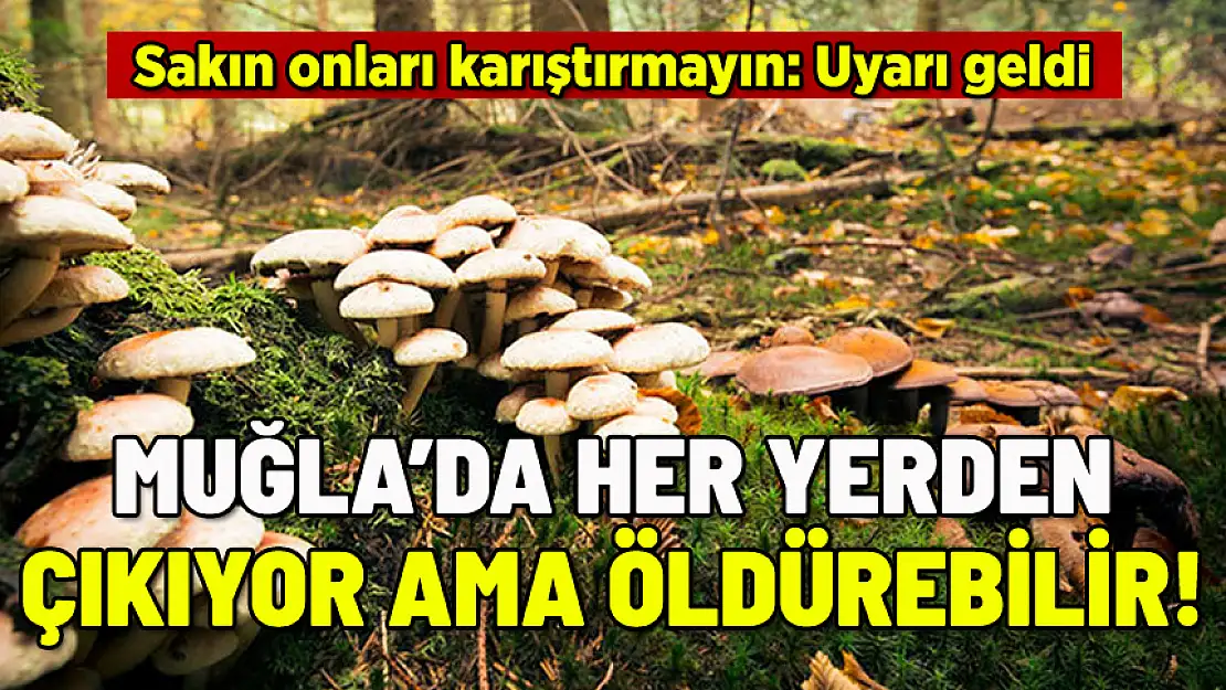 MUĞLA'DA HER YERDE O VAR AMA ÖLDÜREBİLİR!