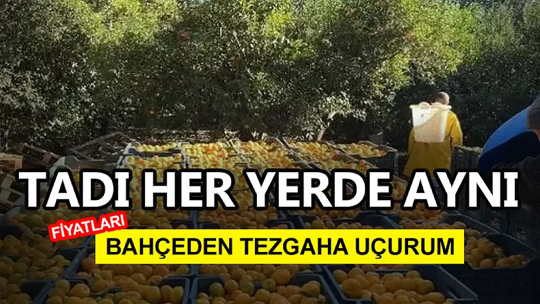 BODRUM MANDALİNASI'NIN BAHÇE VE TEZGAH FİYATLARI ARASINDAKİ UÇURUM ŞOKE ETTİ!