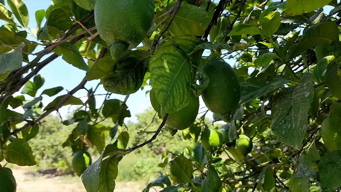 LİMON ÜRETİCİSİ PERİŞAN, ÜRÜN DALINDA KALDI