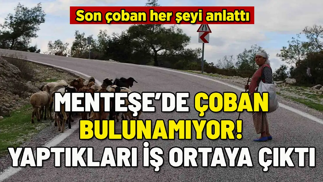 MENTEŞE'DE ÇOBAN BULUNAMIYOR: YAPTIKLARI İŞ ORTAYA ÇIKTI