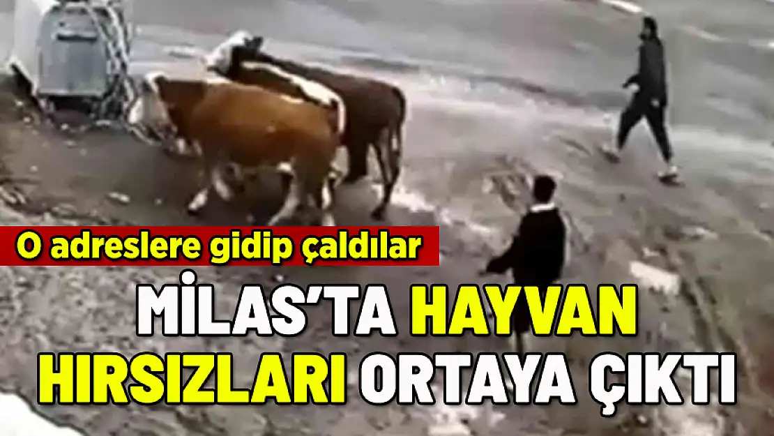 MİLAS'TAKİ HAYVAN SAHİPLERİ DİKKAT: HIRSIZLAR ORTAYA ÇIKTI