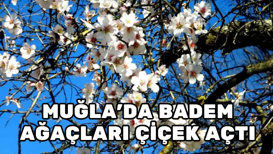 MUĞLA'DA BADEM AĞAÇLARI ÇİÇEK AÇTI