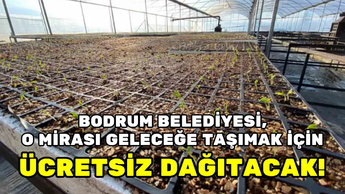 BODRUM BELEDİYESİ, O MİRASI GELECEĞE TAŞIMAK İÇİN ÜCRETSİZ DAĞITACAK!