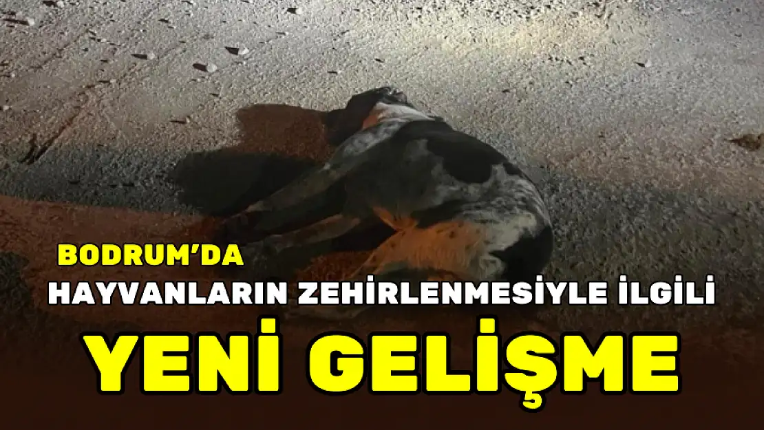 BODRUM'DA HAYVANLARIN ZEHİRLENMESİYLE İLGİLİ YENİ GELİŞME