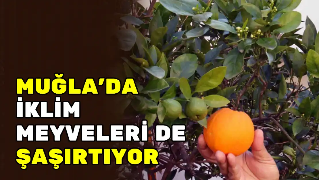 MUĞLA'DA İKLİM MEYVELERİ DE ŞAŞIRTIYOR