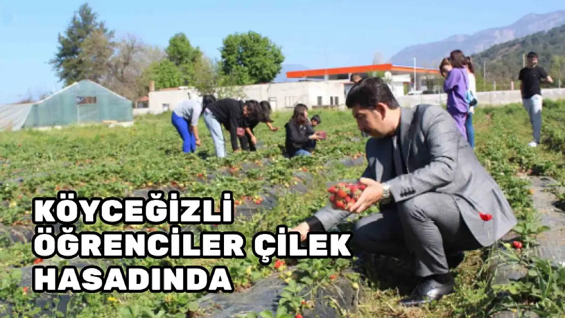 KÖYCEĞİZLİ ÖĞRENCİLER ÇİLEK HASADI YAPTI