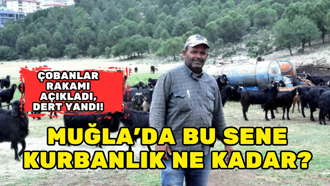 MUĞLA'DA KURBAN BAYRAMI ÖNCESİ ÇOBANLARIN MESAİSİ ARTTI