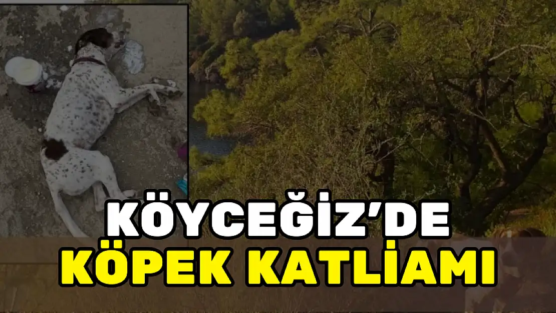 KÖYCEĞİZ ORMANINDA KÖPEKLERİ ZEHİRLEDİLER