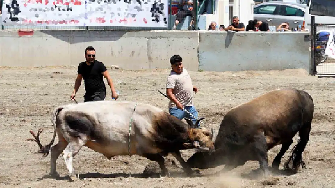 ULA ARENASINDA YILIN İLK BOĞA GÜREŞİ