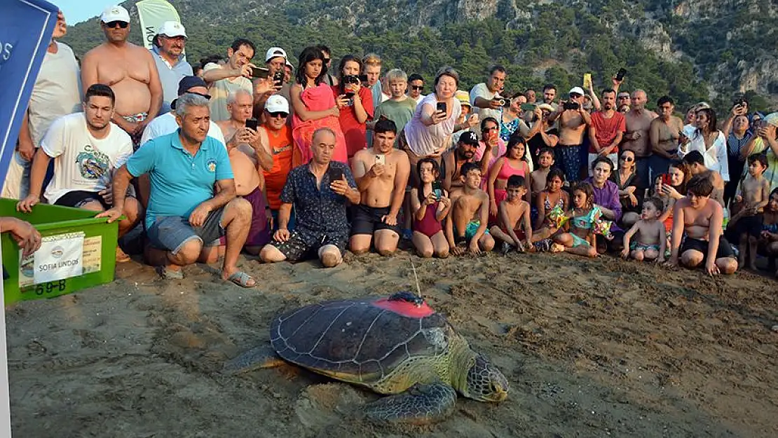 ORTACA'NIN NİNJA KAPLUMBAĞALARI 2 YIL SÜREN TEDAVİNİN ARDINDAN DENİZE SALINDI