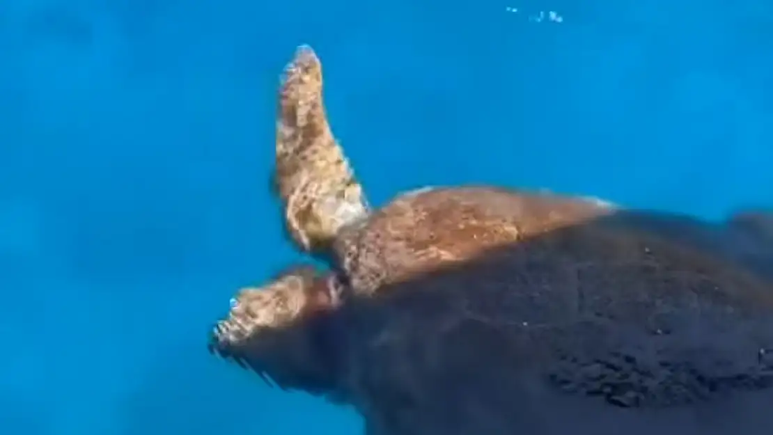 MARMARİS'TE CARETTA CARETTA GÖRÜLDÜ