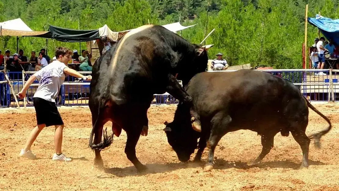 MENTEŞE BOĞA GÜREŞİ FESTİVALİ BU YIL 10. KEZ DÜZENLENDİ