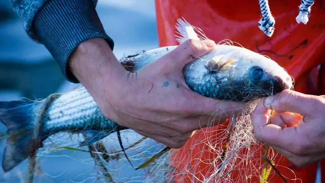 MUĞLA'NIN EGE İHRACATINA KATKISI SADECE HAZİRAN AYINDA 79 MİLYON DOLAR