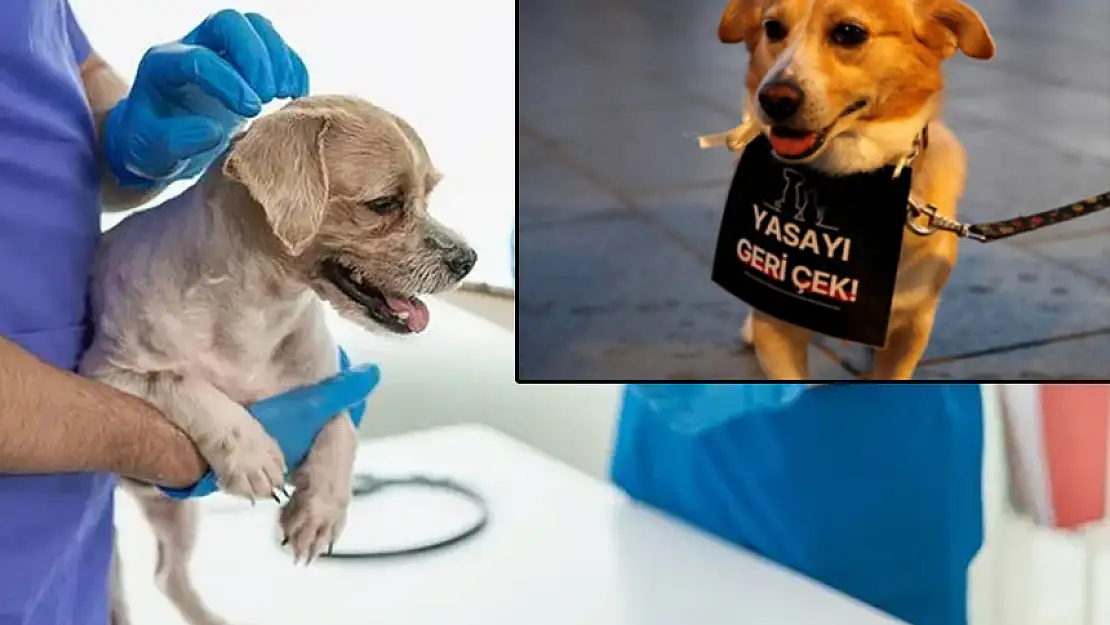 TEPKİLER SONRASI GERİ ADIM SOKAK KÖPEKLERİNE ÖTENAZİ YAPILMAYACAK