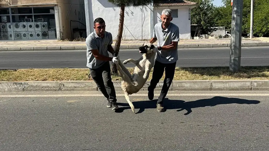 SİLVAN BELEDİYESİ SOKAK KÖPEKLERİNİ İĞNEYLE VURUP TOPLAMAYA BAŞLADI, GÖRÜNTÜLER İNFİAL YARATTI