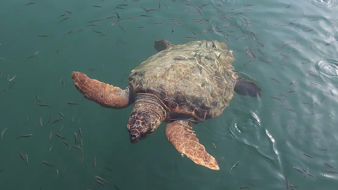 AKYAKA'DA CARETTA CARETTA ŞOVU! GÖRENLERİN YÜZÜ GÜLDÜ