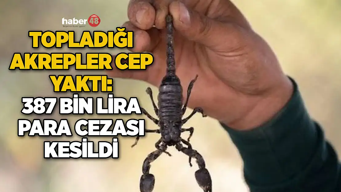 TOPLADIĞI AKREPLER CEP YAKTI: 387 BİN LİRA PARA CEZASI KESİLDİ