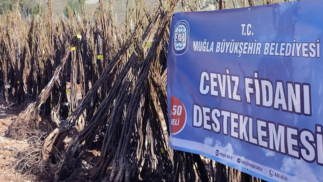 HER KAPIDA BİR FİDAN: MUĞLA BŞB ÜCRETSİZ CEVİZ VE FİDAN DAĞITIMINA BAŞLADI