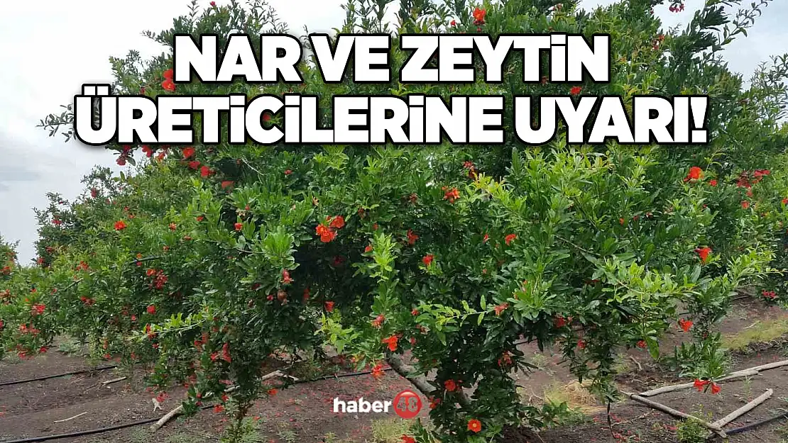 FETHİYE'DE NAR VE ZEYTİN ÜRETİCİLERİNE UYARI!