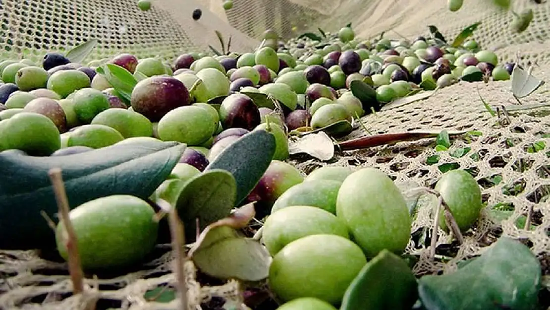 Köyceğiz'de zeytin hasadı neden geç başladı? Fabrikalar yarı kapasiteyle çalışıyor