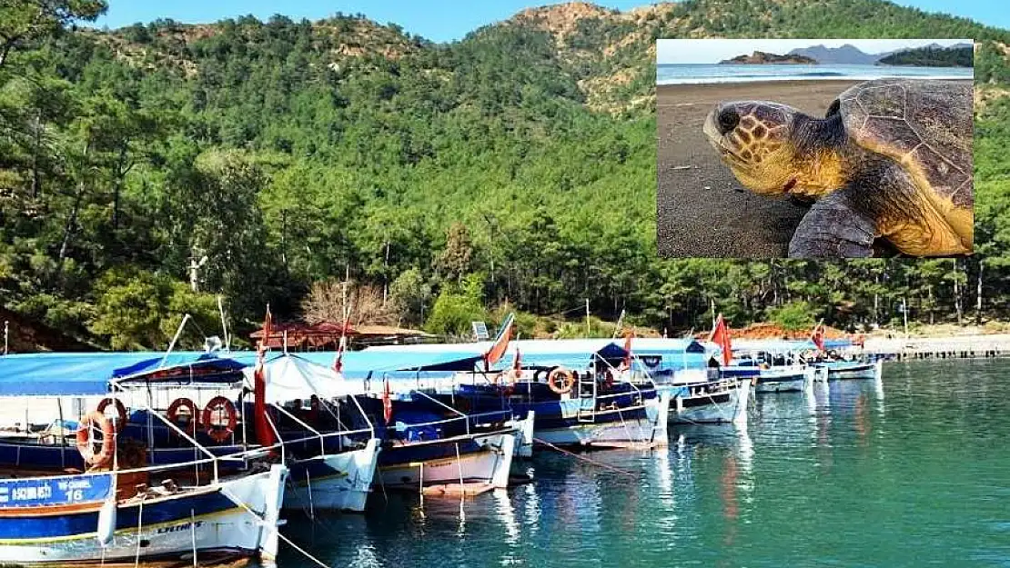 Kaptanların dikkatine! Tekne turlarında caretta carettalar beslenirse ceza yağacak