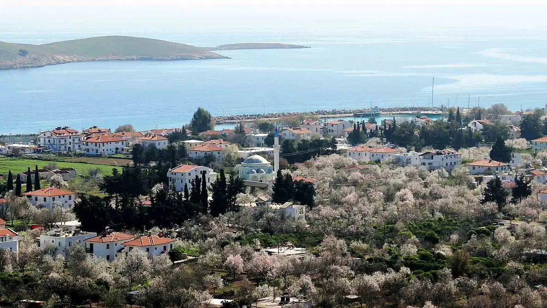 Datça'da badem ağaçları çiçek verdi: Yüksek rekolte bekleniyor!