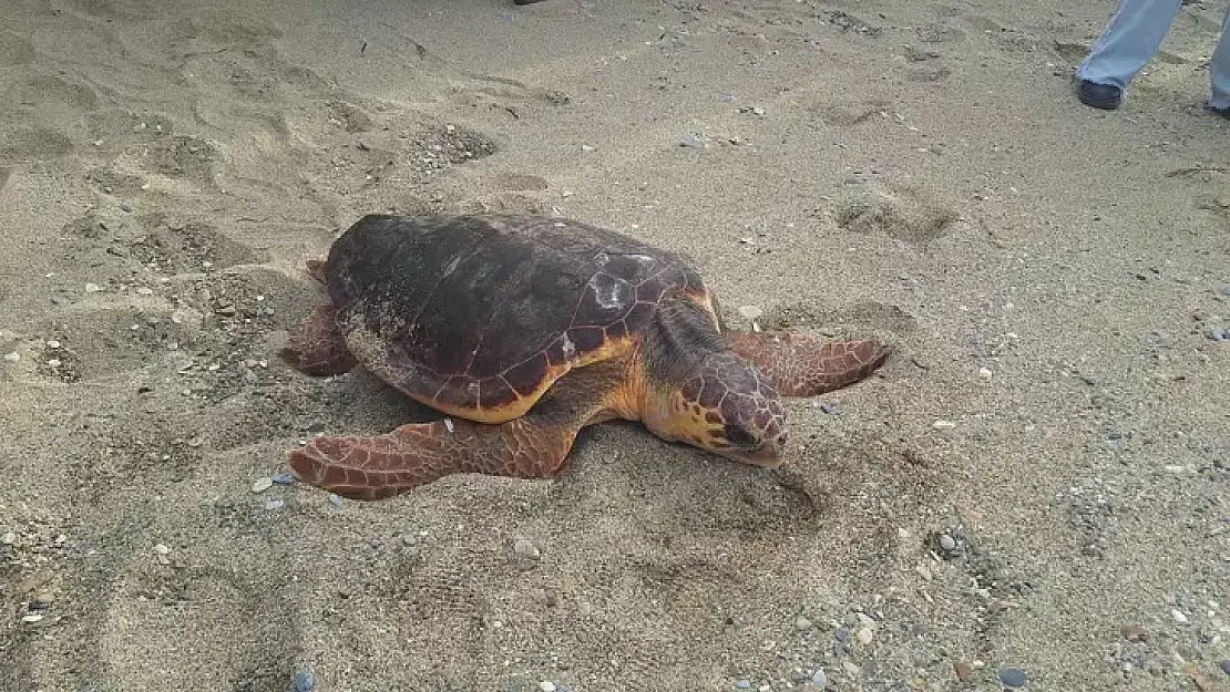 'Güzel İzmir'in rotasını 13 ayda 18 bin kişi görüntüledi