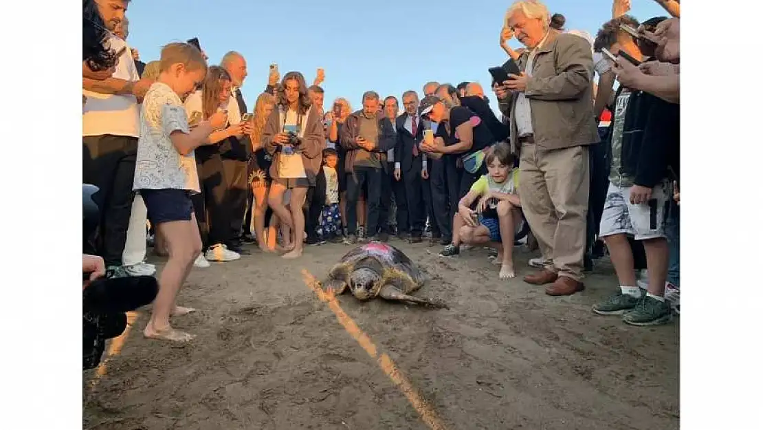 İztuzu Plajı'nda yaralı bulunan caretta caretta 'Cumhuriyet', bin kilometre yol katetti