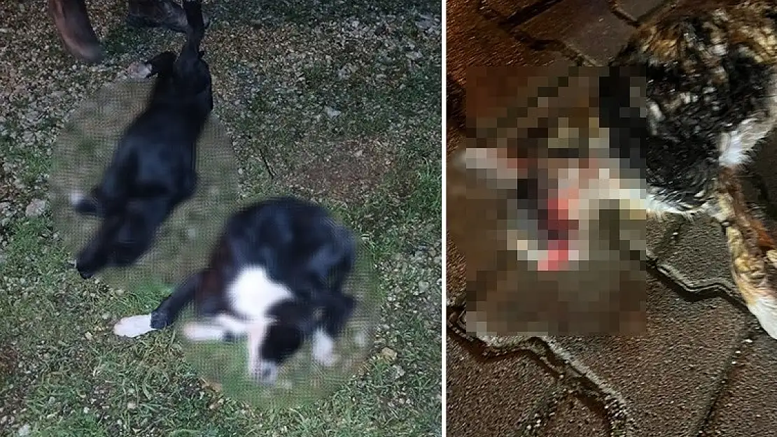 Bursa'da 5'i yavru 6 köpek ve 1 kedi zehirlenmiş halde bulundu!