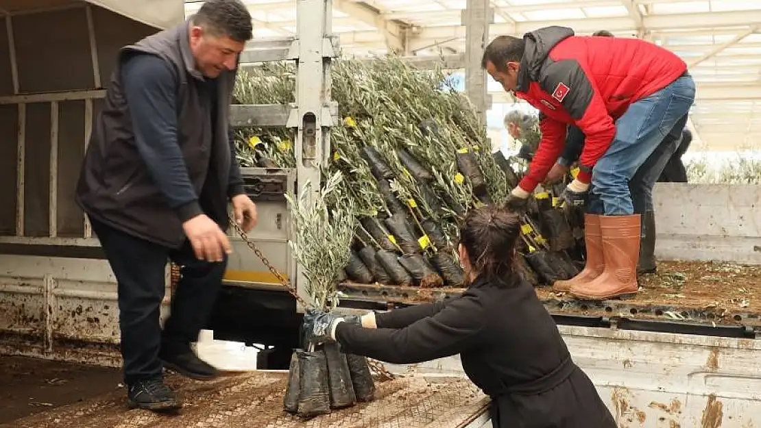 Muğla'da 20 bin zeytin fidanı toprakla buluşturuldu