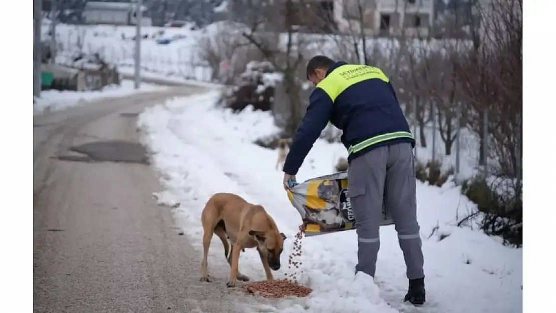 Seydikemer'de kış koşullarında yiyecek bulamayan sahipsiz hayvanlar unutulmuyor