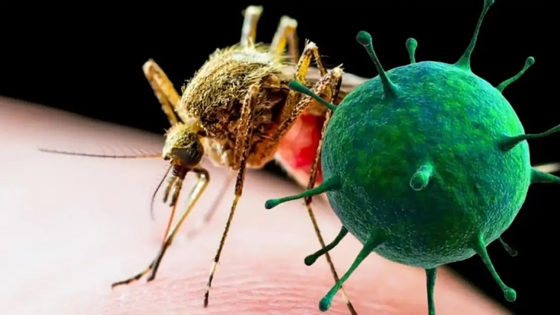 Yeni salgın kapıda! Chikungunya Virüsü Nedir, Belirtileri Ne, Nasıl Bulaşır, Öldürür mü?
