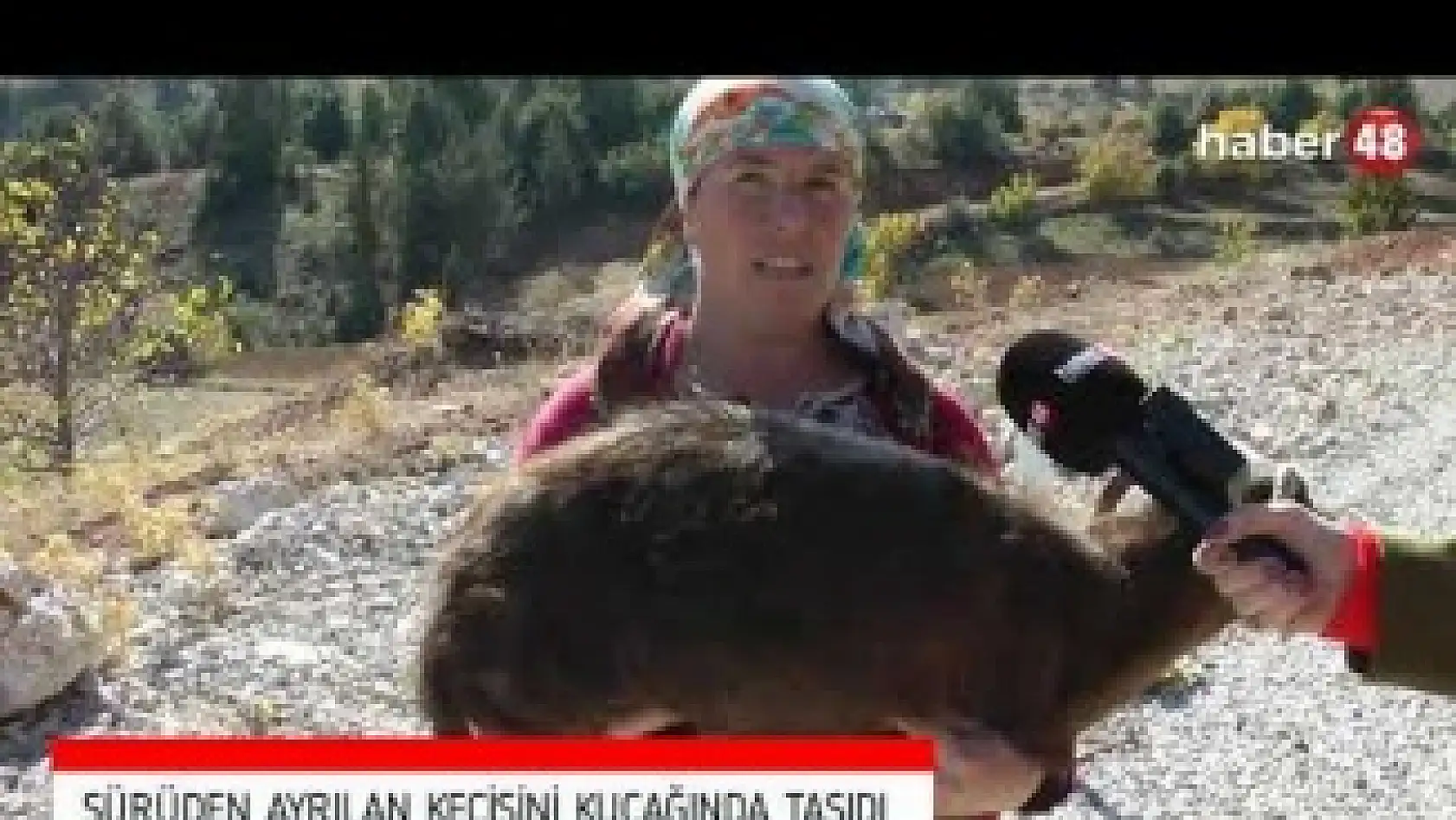 SÜRÜDEN AYRI DÜŞEN KEÇİSİNİ KUCAĞINDA TAŞIDI