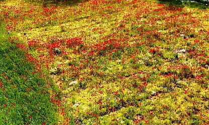Muğla'da boş bırakılan mahalleyi gelincikler kapladı: Adeta kartpostal