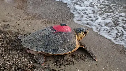 Milyonların gözü ondaydı! Sinyali kesilen Tuba yuvalama için döndü