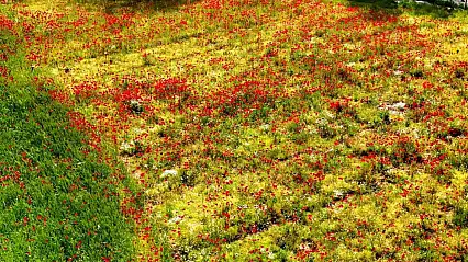 Muğla'da boş bırakılan mahalleyi gelincikler kapladı: Adeta kartpostal