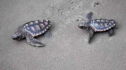 Ortaca'daki İztuzu Sahili'nde caretta caretta heyecanı! 350 yavru denize ulaştı