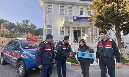 Datça'da jandarma ekiplerinden yaralı şahini kurtarma operasyonu