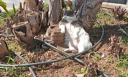 Marmarisli kedi, işçiler çalışırken yan gelip yattı