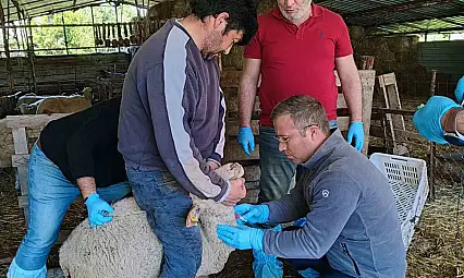 Muğla'da akabane hastalığına karşı önlemler alındı