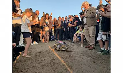 İztuzu Plajı'nda yaralı bulunan caretta caretta 'Cumhuriyet', bin kilometre yol katetti