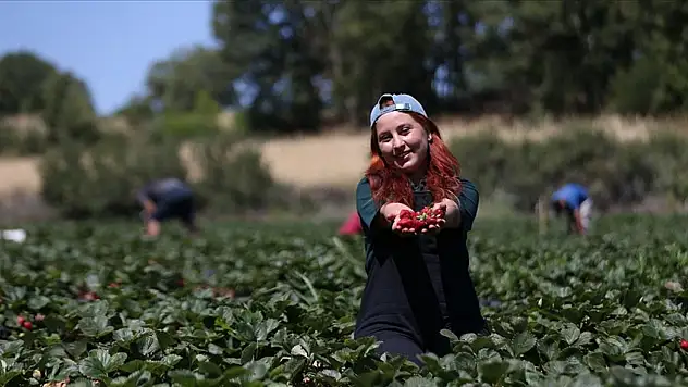 21 yaşında çiftçi oldu! Beyaz yakayı çıkardı tarlanın başına geçti! 13 dönümde çilek üretiyor