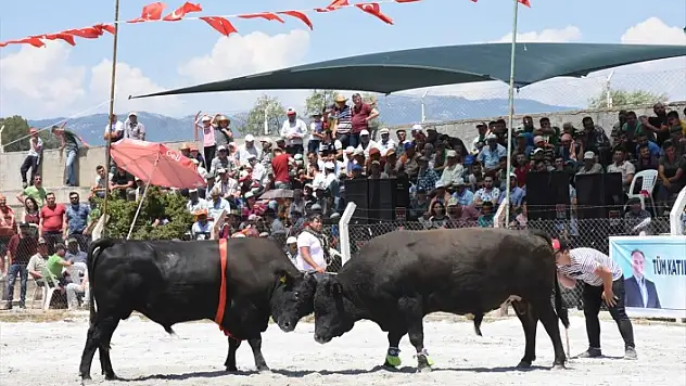 AYDIN'DA 30. BOĞA GÜREŞİ FESTİVALİ